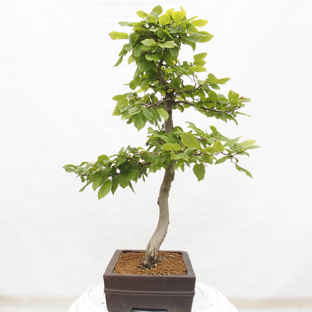 Bonsai für draußen - Hainbuche - Carpinus betulus