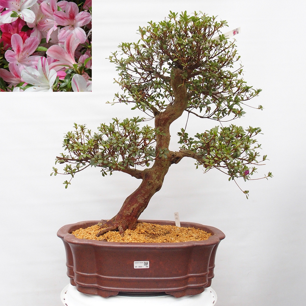Bonsai für draußen - Japanische Azalee - Azalee Miyabihime