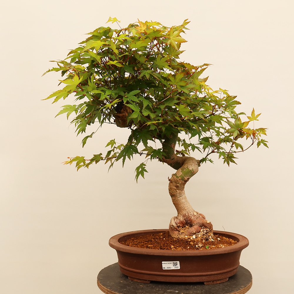 Bonsai für draußen - Ahorn palmatum - Palmen