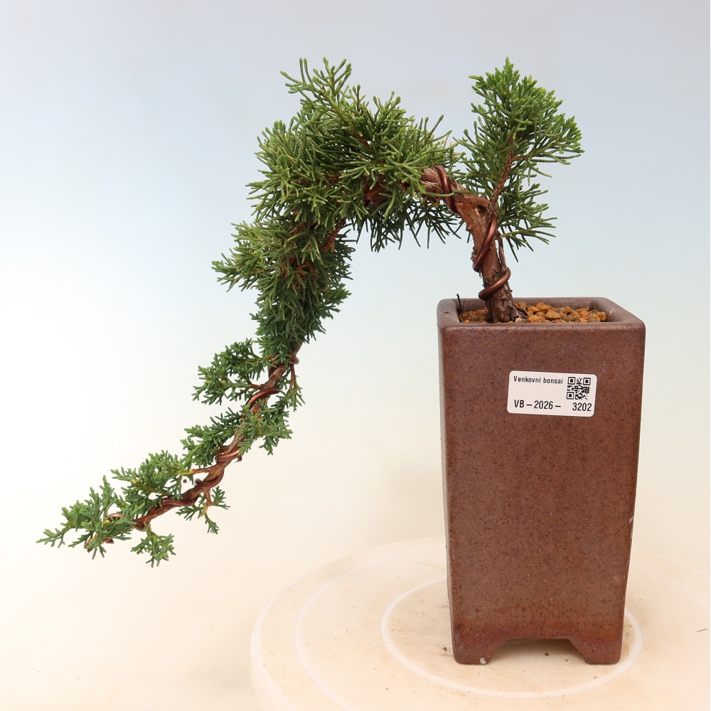 Bonsai für draußen - Juniperus chinensis Kishu