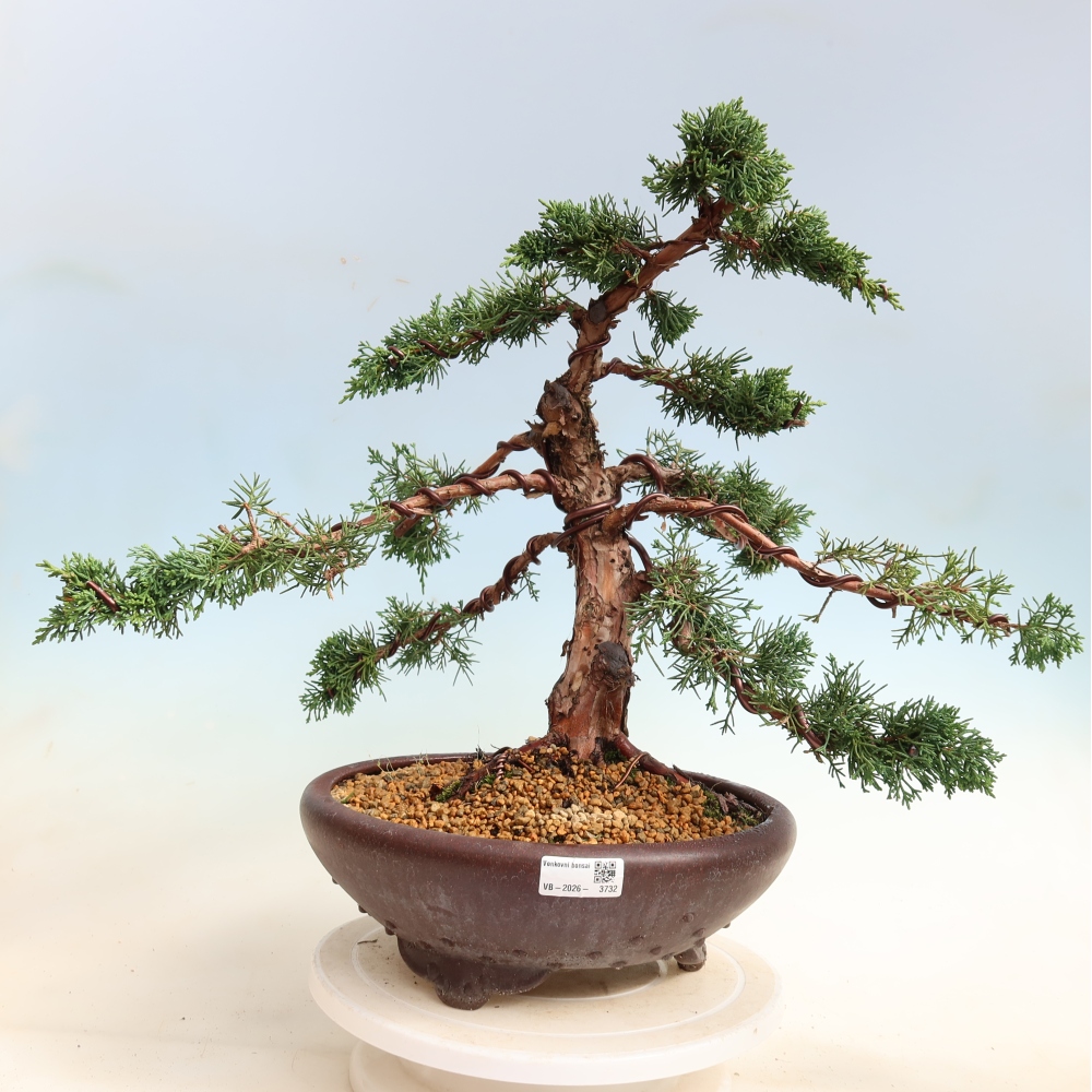 Bonsai für draußen - Juniperus chinensis Kishu