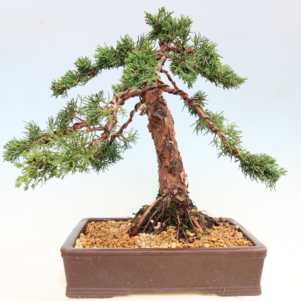 Bonsai für draußen - Juniperus chinensis Kishu