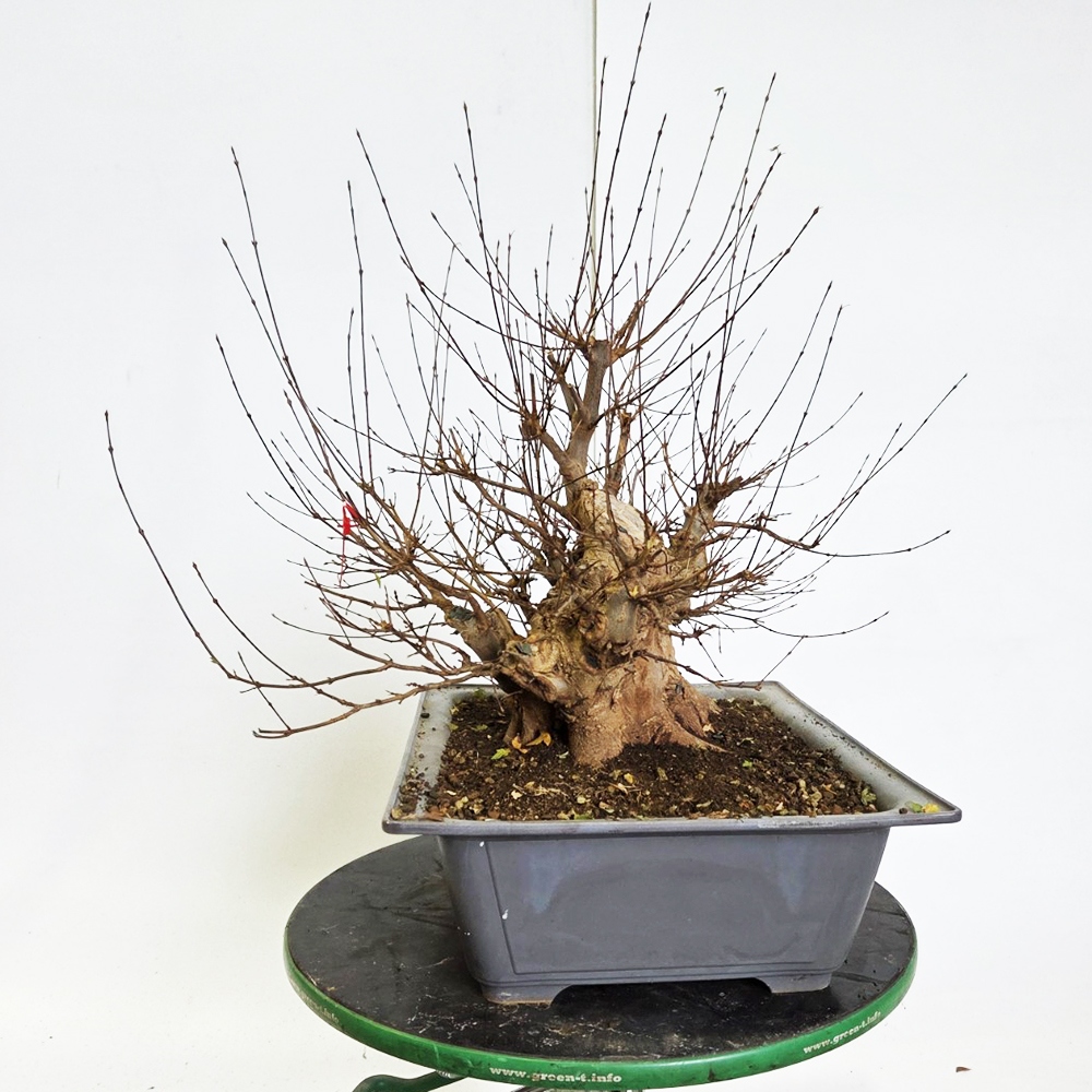 Freiland Bonsai Ahorn Burger - Acer Burgeriana