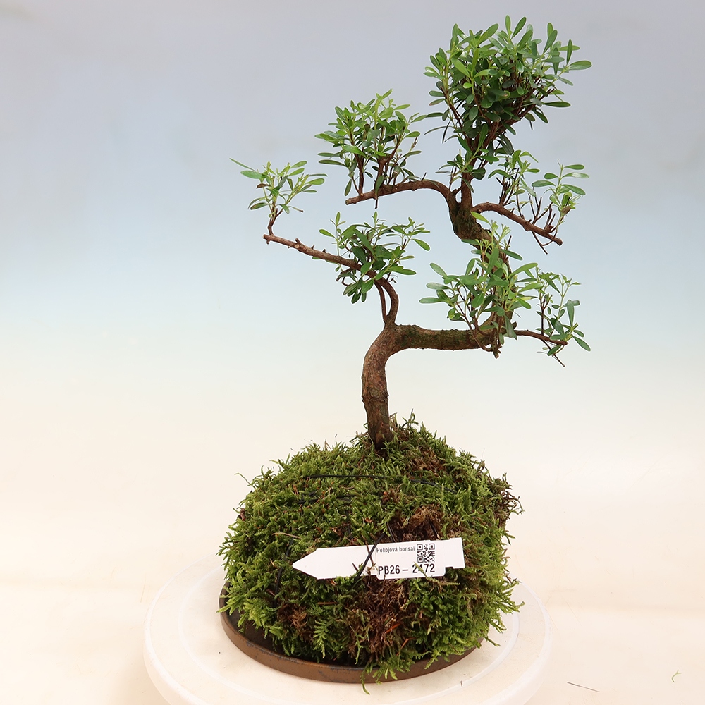 Kokedama mit Untersetzer – Syzygium – Pimentbaum