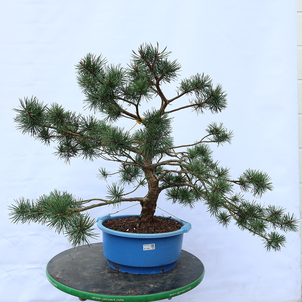 Pinus sylvestris Spanien – Waldkiefer