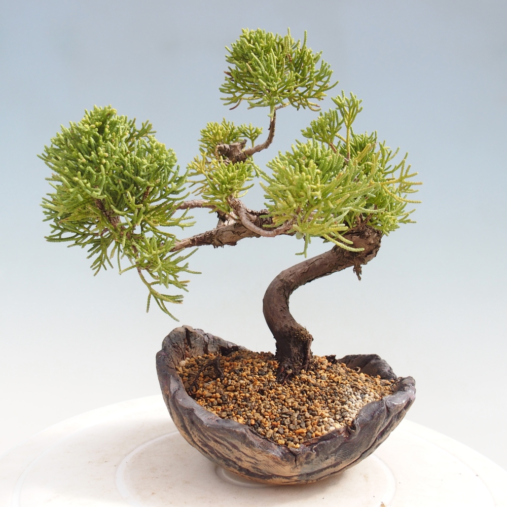 Bonsai für draußen - Juniperus chinensis Kishu