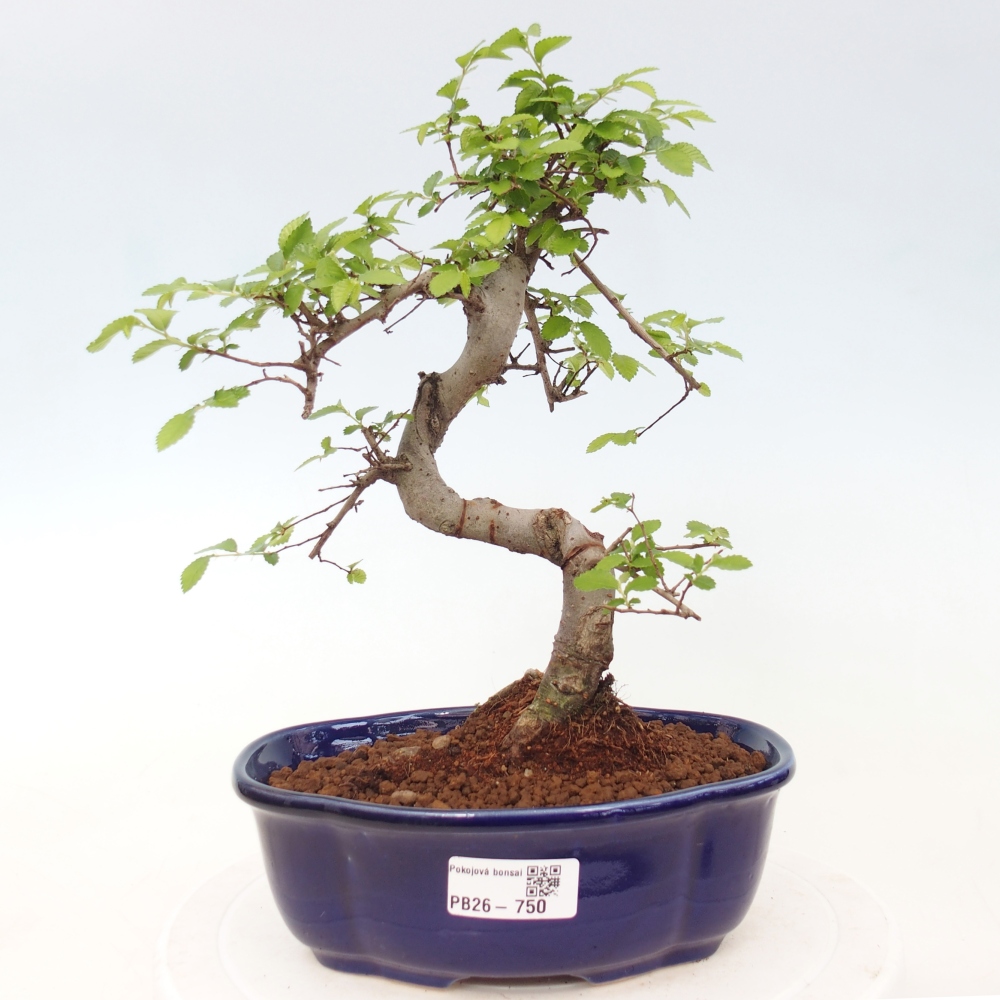 Zimmerbonsai - Ulmus parvifolia - Kleinblättrige Ulme