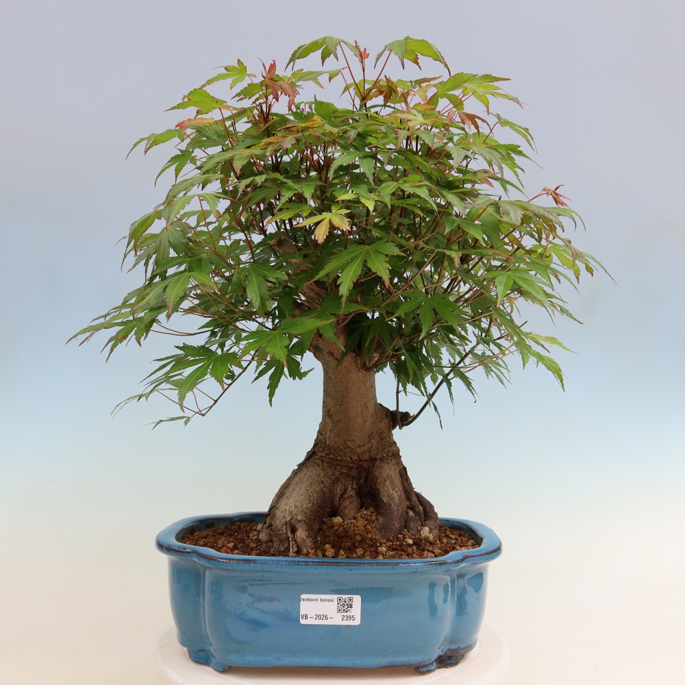 Bonsai für draußen - Ahorn Burger - Acer Burgerianum