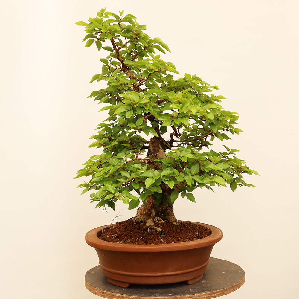 Bonsai für draußen - Karpinus Coreana - Koreanische Hainbuche