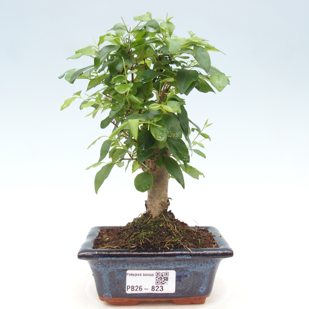 Zimmer Bonsai -Ligustrum chinensis - Vogelschnabel