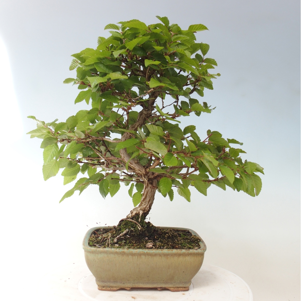 Bonsai für draußen -Carpinus CARPINOIDES - Koreanische Hainbuche