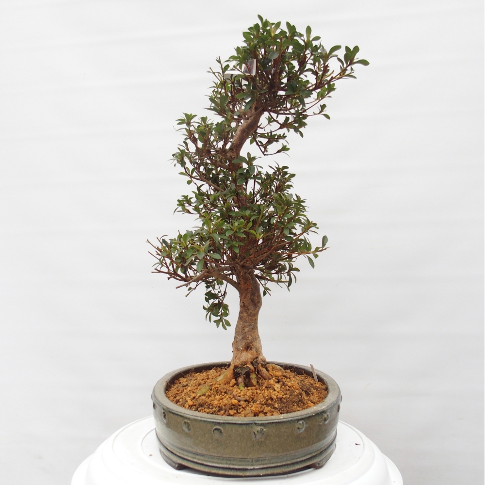 Bonsai für draußen - Japanische Azalee - Azalee Hanatsuzuri