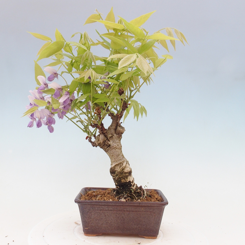Bonsai für draußen - Wisteria floribunda