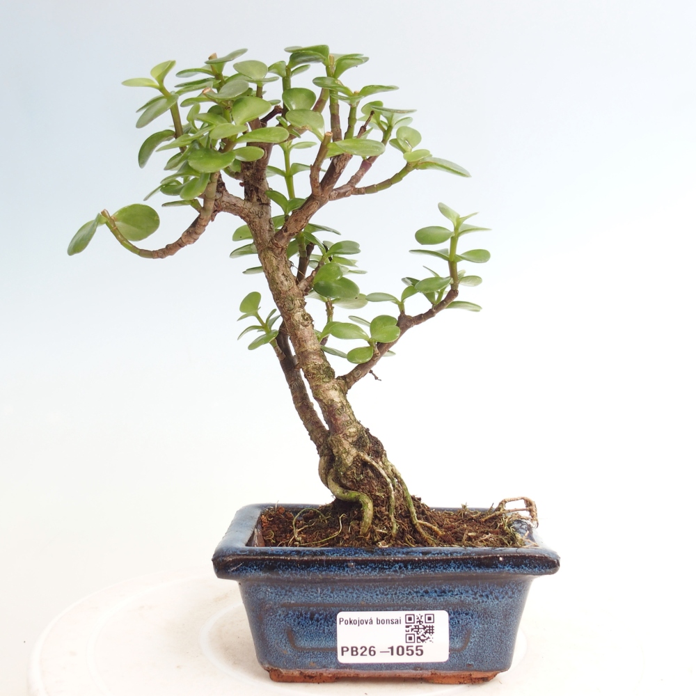 Zimmer Bonsai - Portulakaria Afra - Tlustice