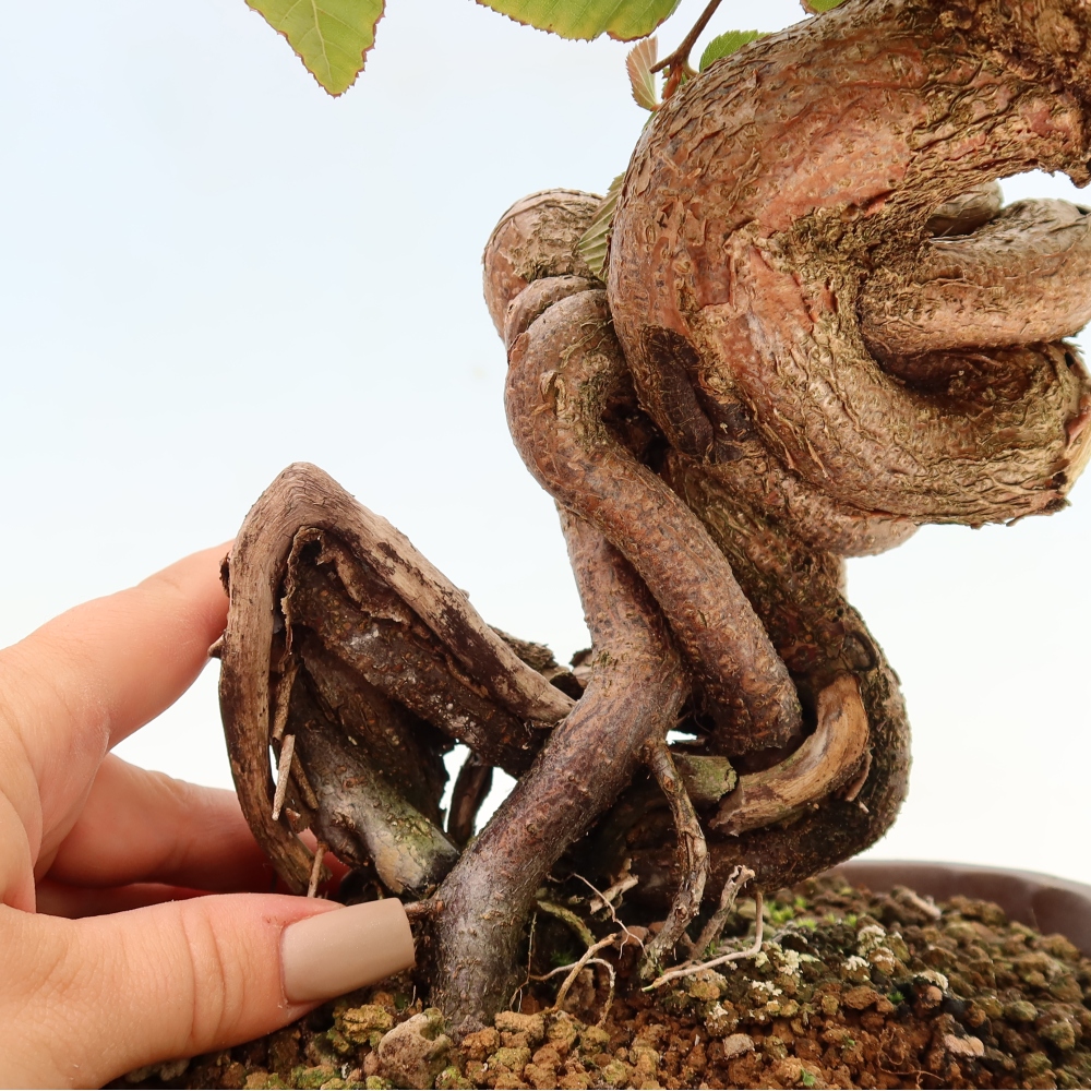 Bonsai für draußen -Carpinus CARPINOIDES - Koreanische Hainbuche