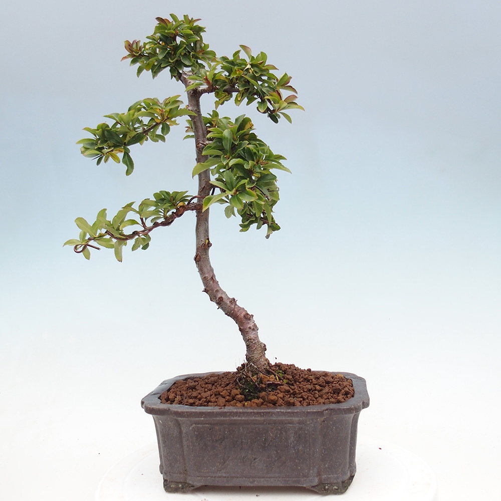 Freiland-Bonsai-Pyracantha Teton -Hlox