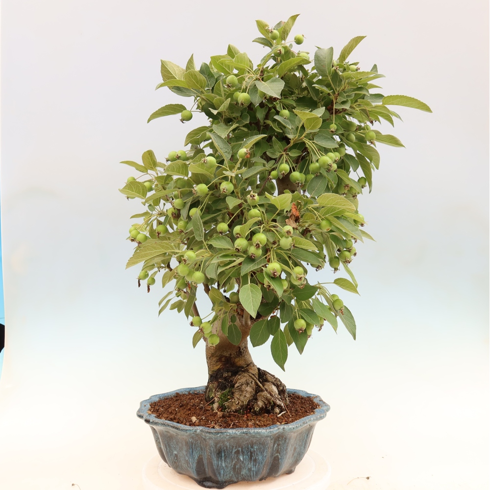 Outdoor-Bonsai -Malus halliana - Kleinfrüchtiger Apfelbaum