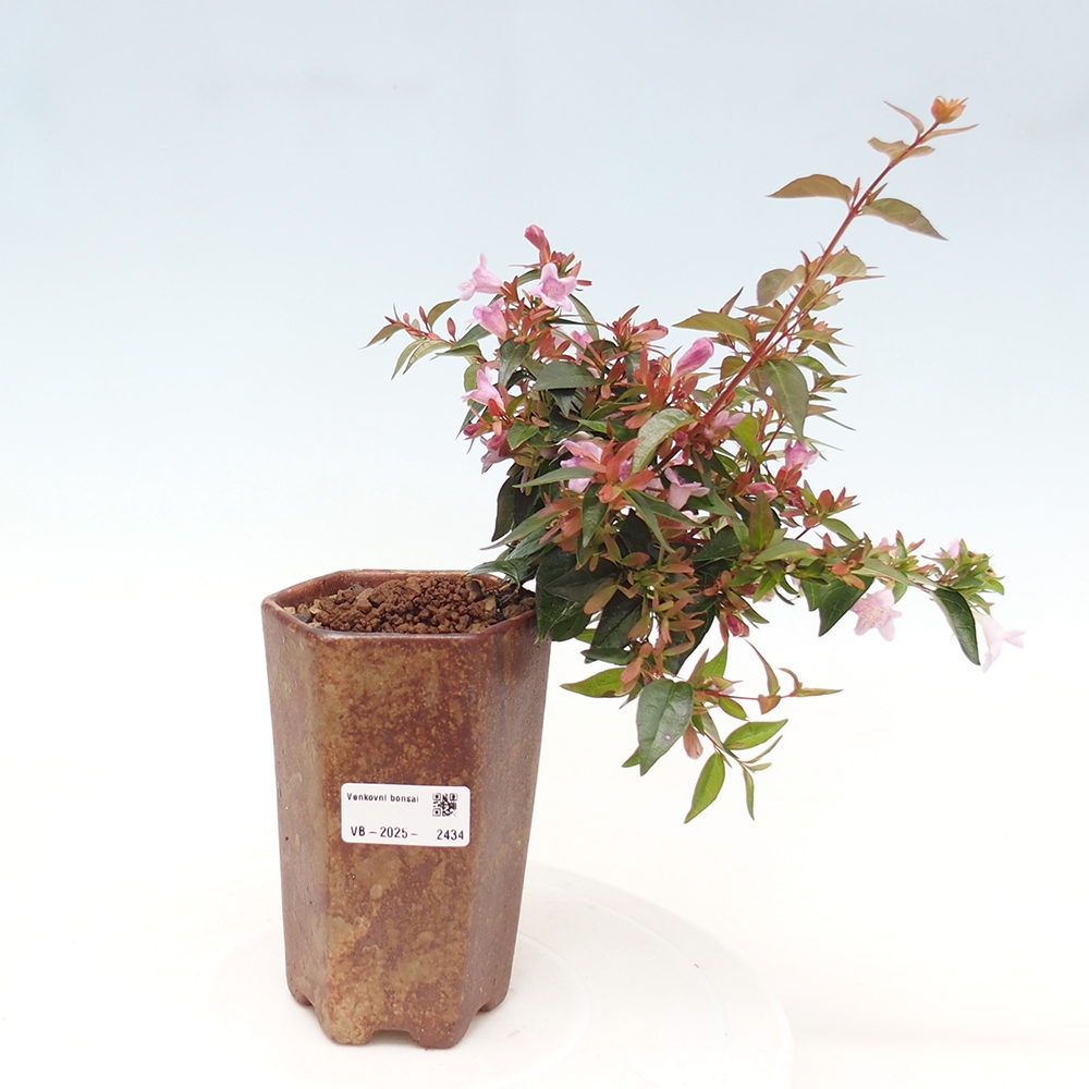 Bonsai für draußen - Abelia Grandiflora - Abelia grandiflora