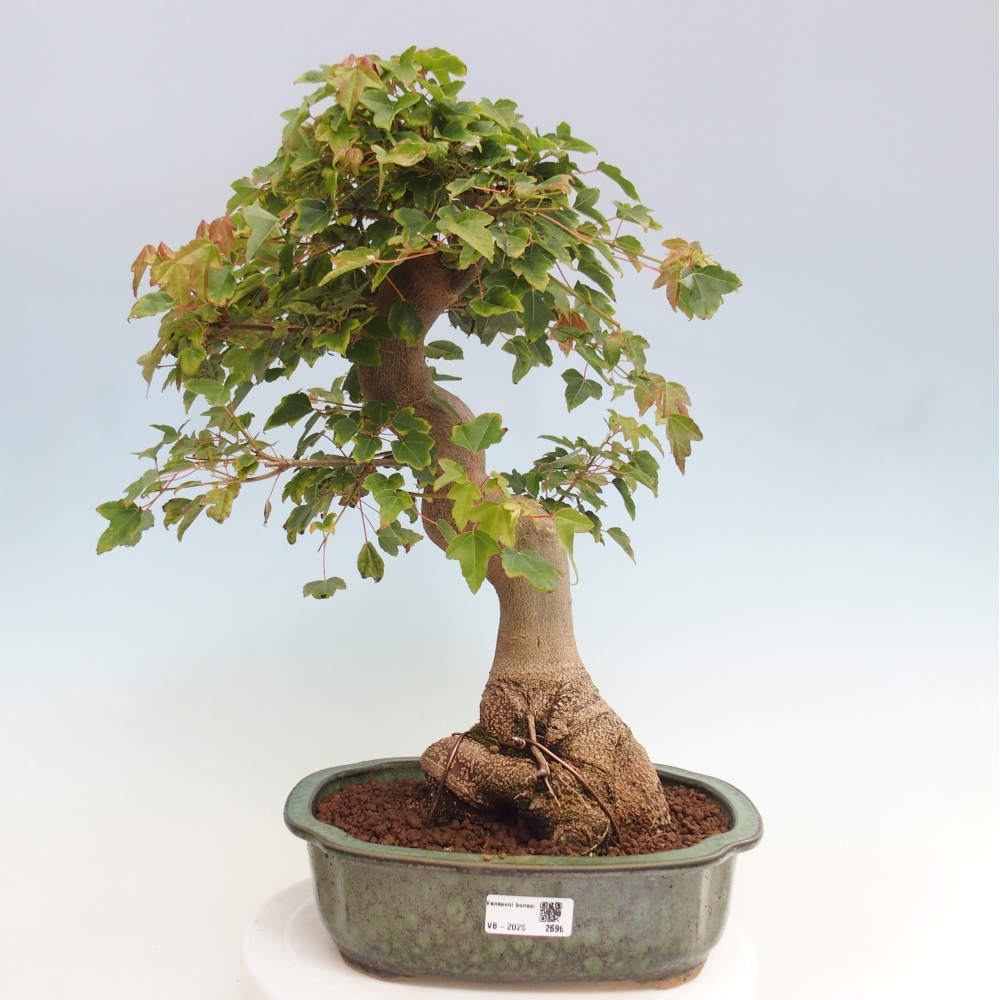 Bonsai für draußen - Acer Buergerianum - Bergahorn