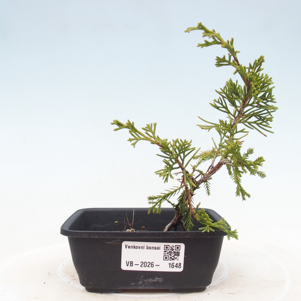 Bonsai für draußen - Juniperus chinensis Itoigawa