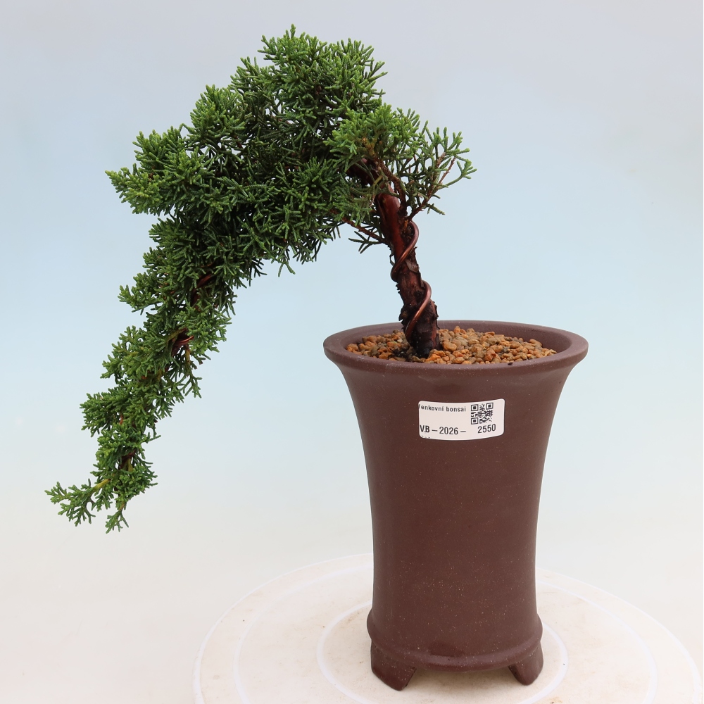 Bonsai für draußen - Juniperus chinensis Kishu