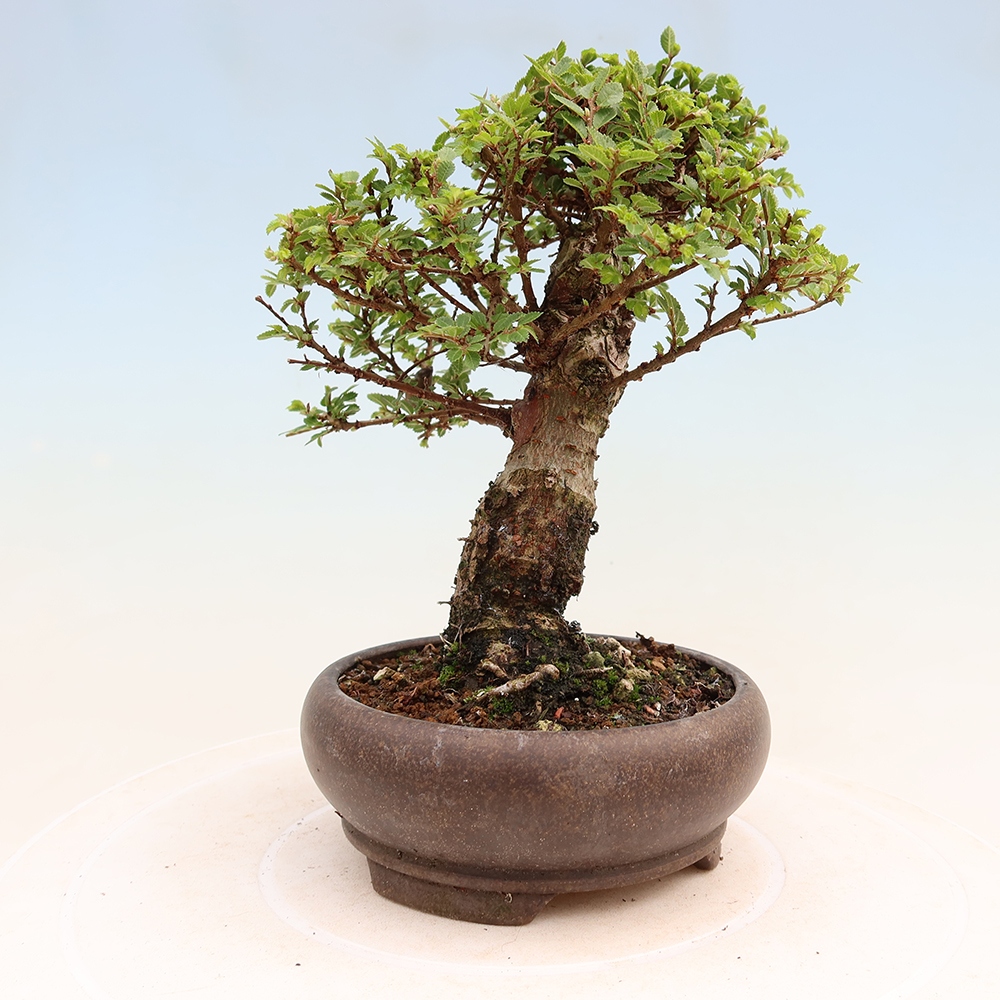 Bonsai für draußen - Ulmus parvifolia Sagei - Kleinblättrige Ulme