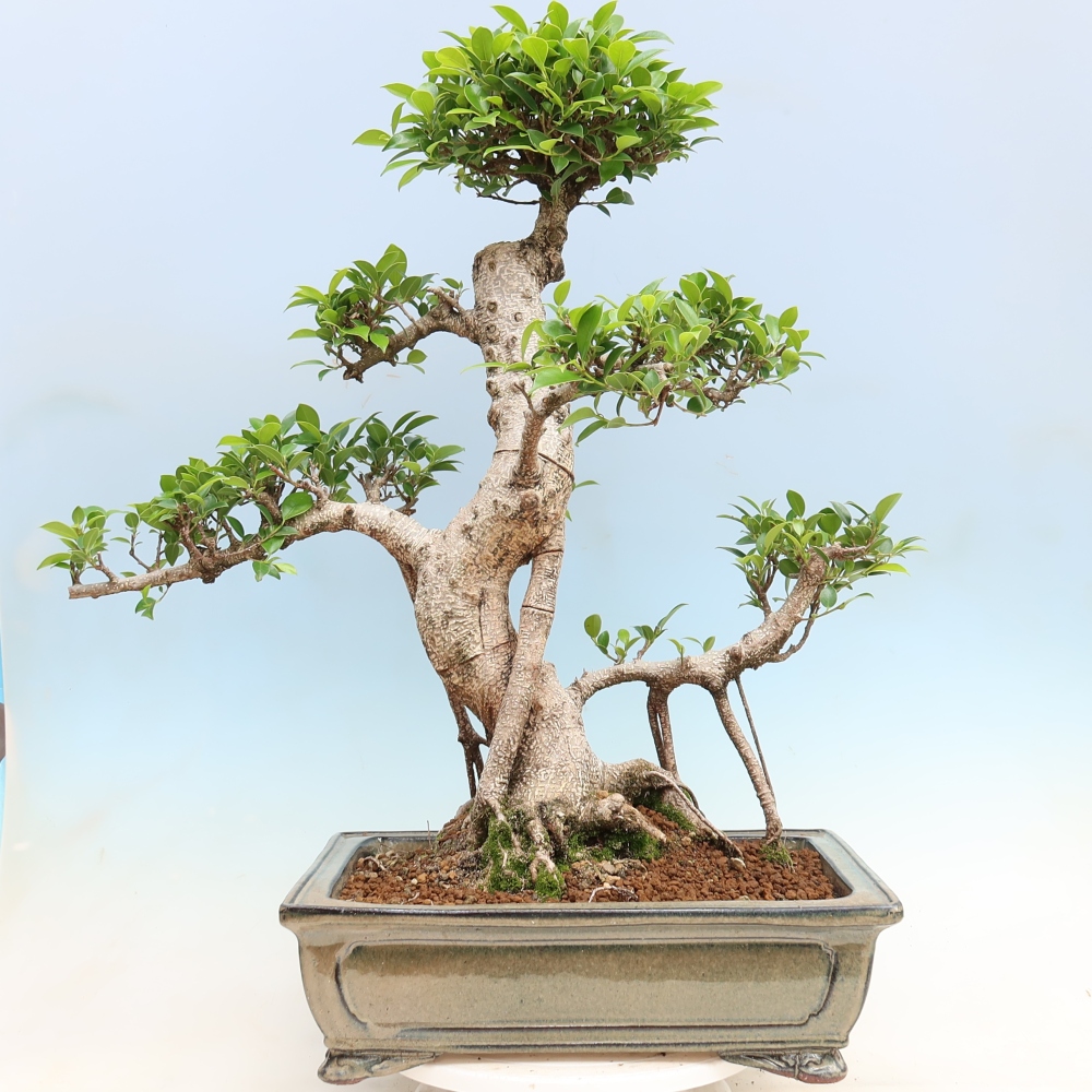 Zimmerbonsai - Ficus kimmen - Kleinblättriger Ficus