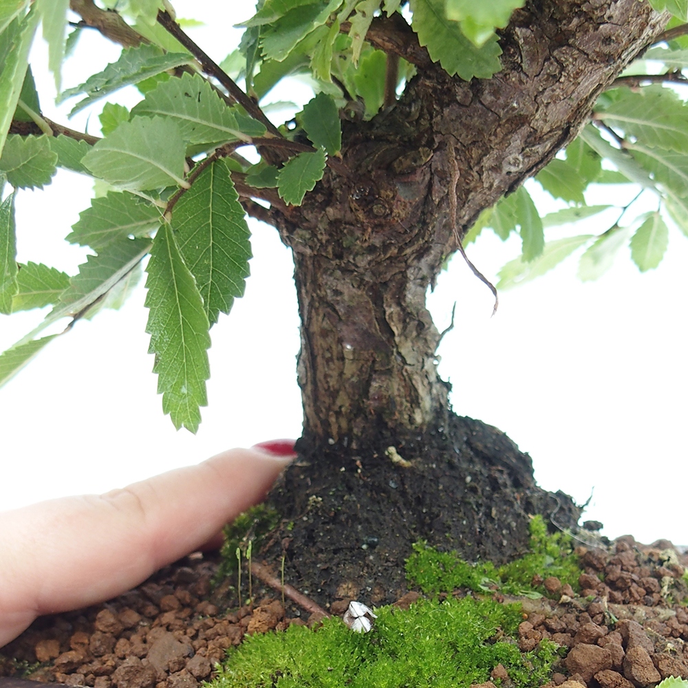 Bonsai für draußen - Zelkova - Zelkova NIRE