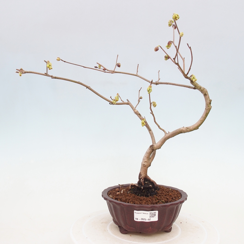 Bonsai für draußen - Hasel - Corylopsis Spicata