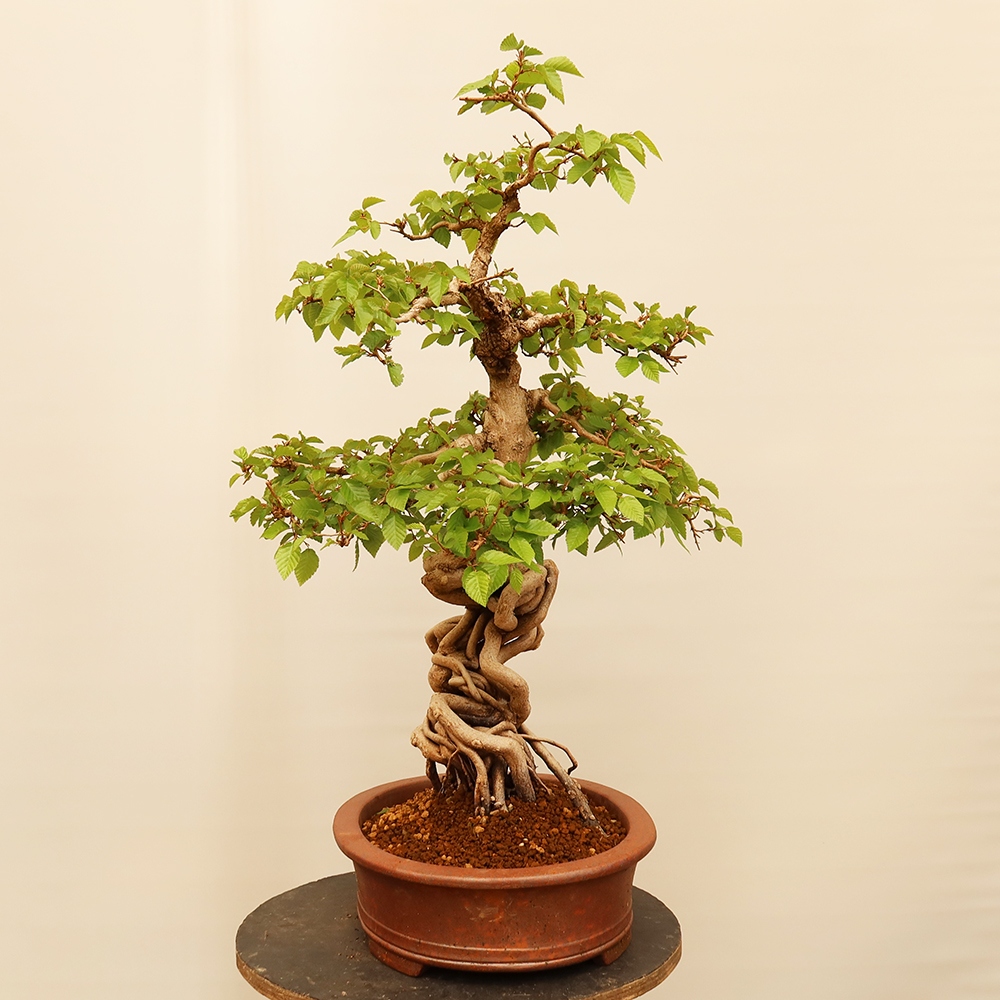 Bonsai für draußen - Karpinus Coreana - Koreanische Hainbuche