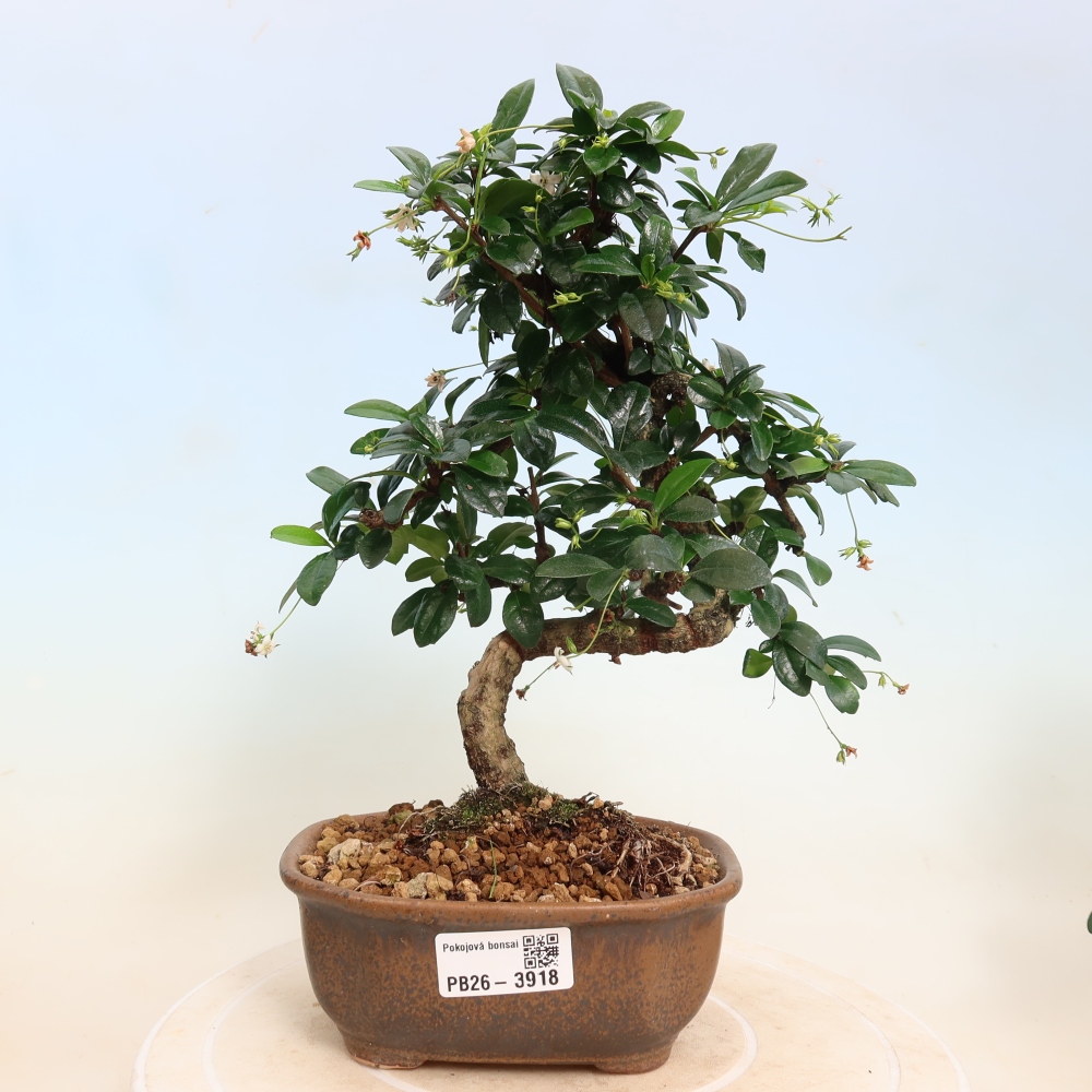 Zimmer-Bonsai - Carmona macrophylla - Tee-Fuki