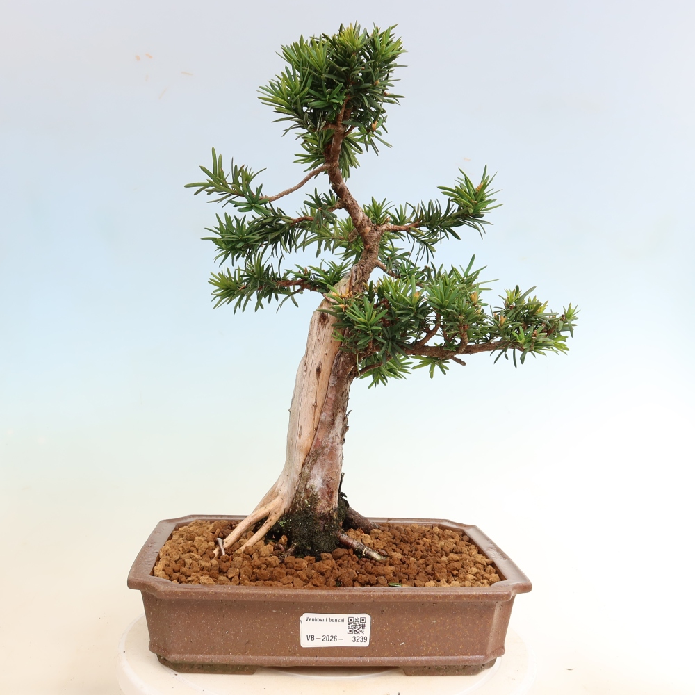 Bonsai für draußen - Taxus cuspidata - Japanische Eibe