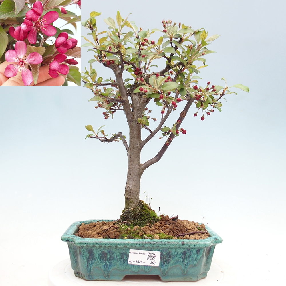Outdoor-Bonsai -Malus domestica - Kleinfrüchtiger rotblättriger Apfelbaum