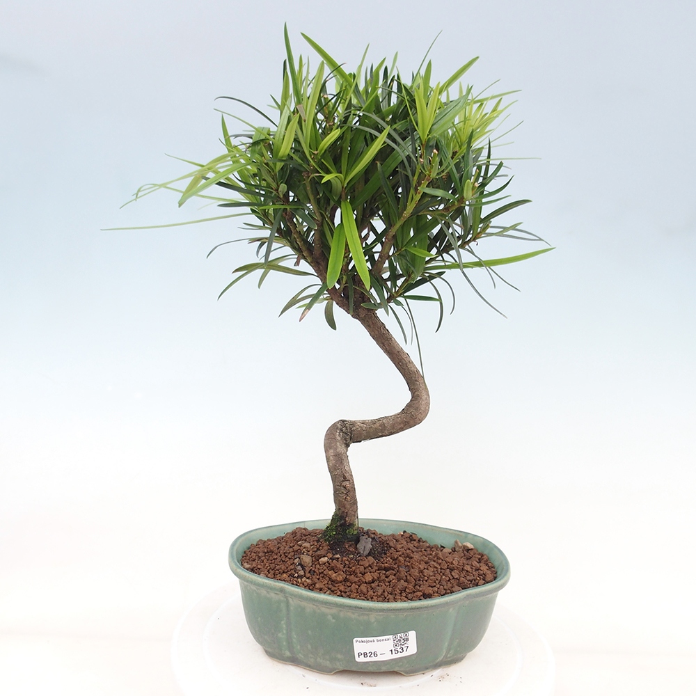 Zimmerbonsai - Podocarpus - Stein-Eibe