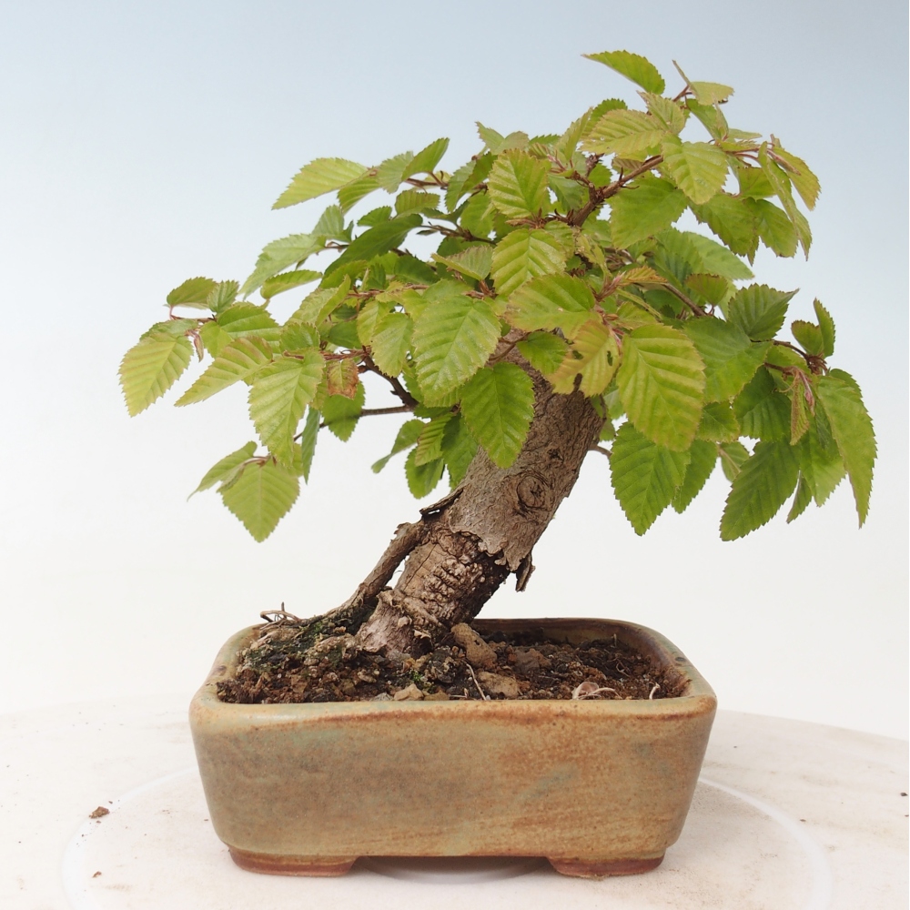 Bonsai für draußen -Carpinus CARPINOIDES - Koreanische Hainbuche