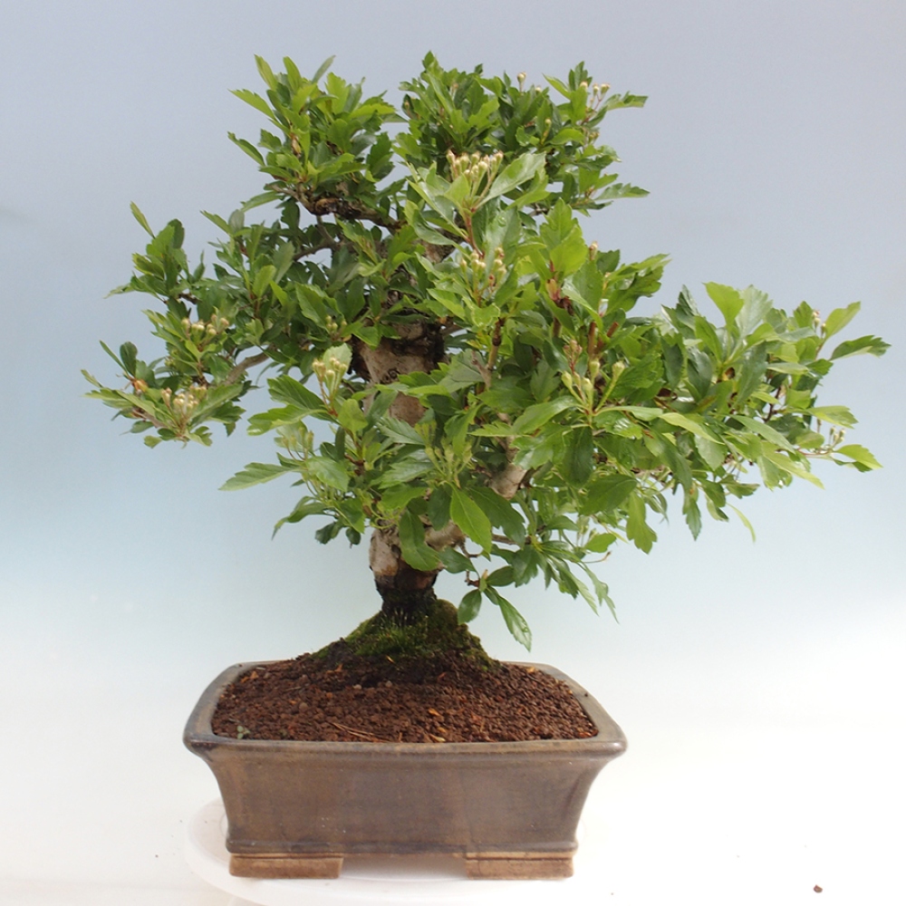 Bonsai für draußen - Weißdorn - Crataegus cuneata