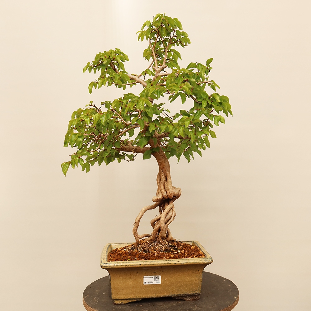 Bonsai für draußen - Karpinus Coreana - Koreanische Hainbuche