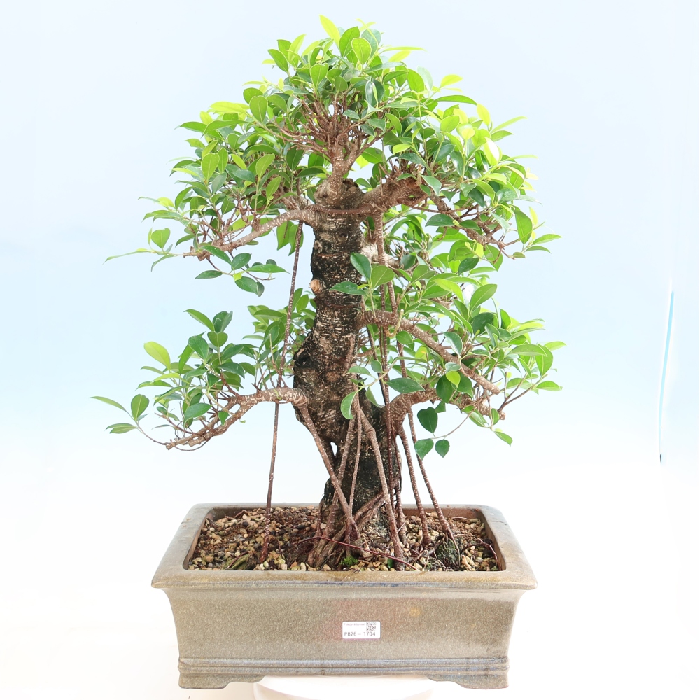 Zimmerbonsai - Ficus kimmen - Kleinblättriger Ficus