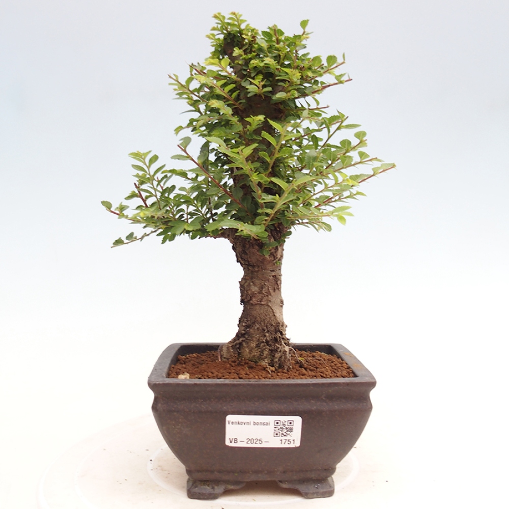 Bonsai für draußen - Ulmus parvifolia Hokkaido - Chinesische Ulme