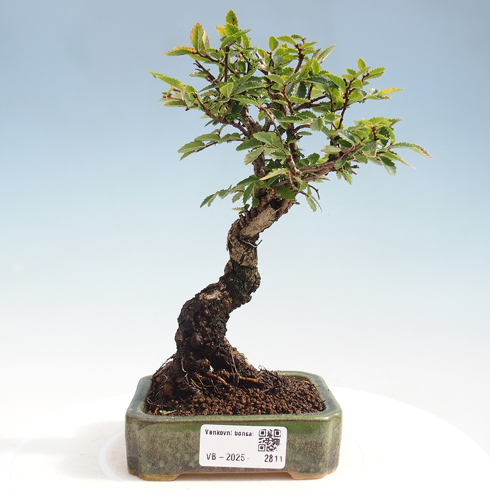 Bonsai für draußen - Zelkova - Zelkova NIRE