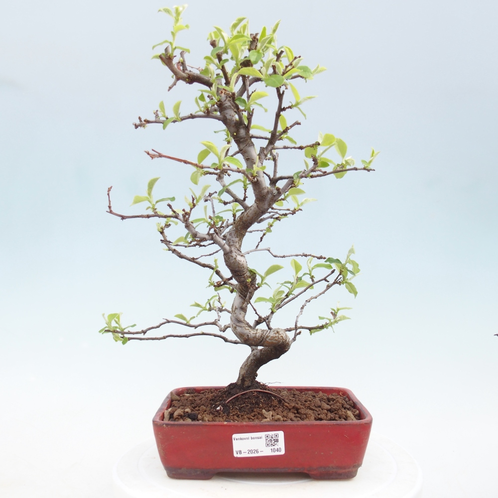 Bonsai für draußen - Chaneomeles chinensis