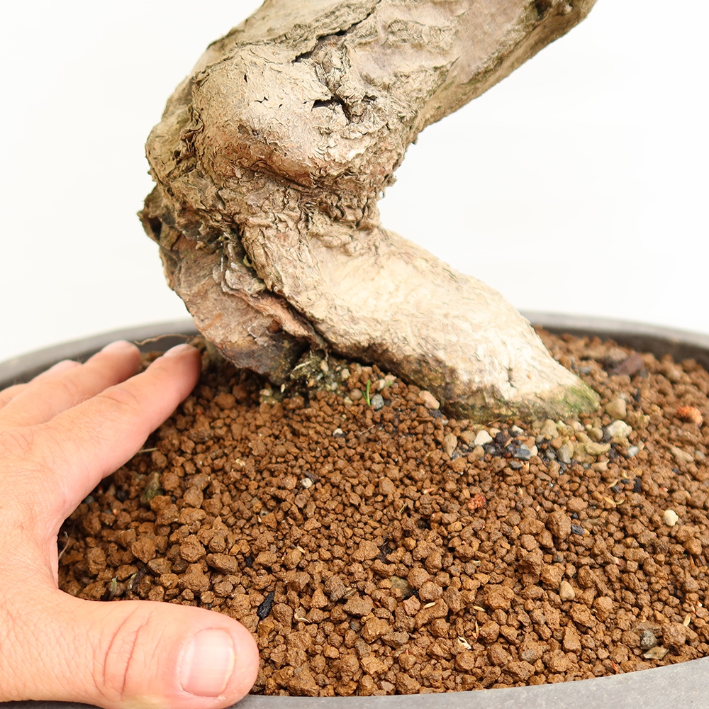 Bonsai für draußen - Karpinus Coreana - Koreanische Hainbuche