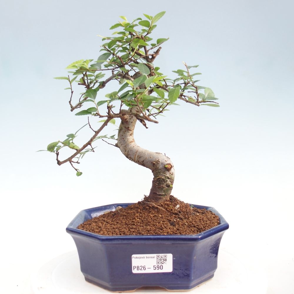 Zimmerbonsai - Ulmus parvifolia - Kleinblättrige Ulme