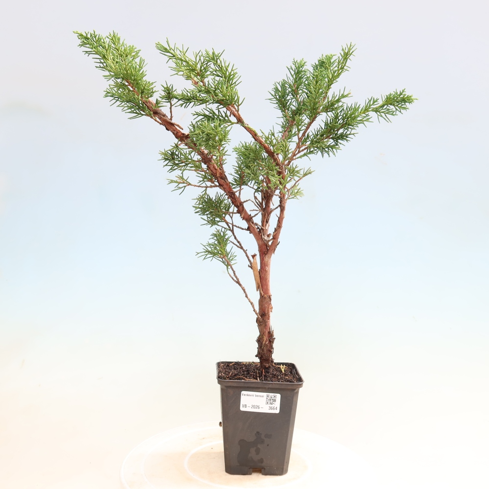 Bonsai für draußen - Juniperus chinensis Kishu