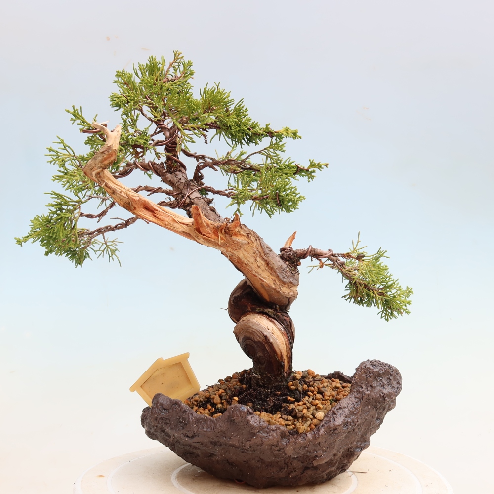 Bonsai für draußen - Juniperus chinensis Itoigawa-Juniperus chinensis