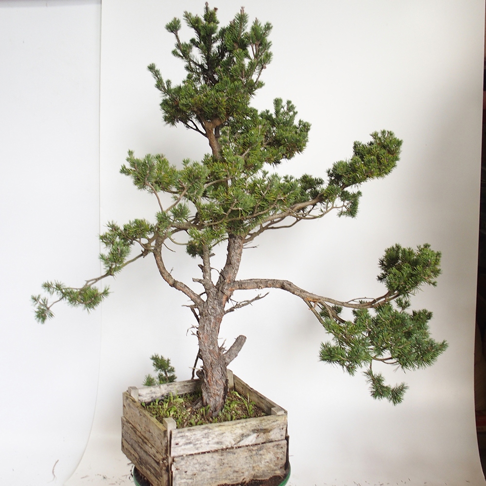 Yamadori - Pinus sylvestris Spanien