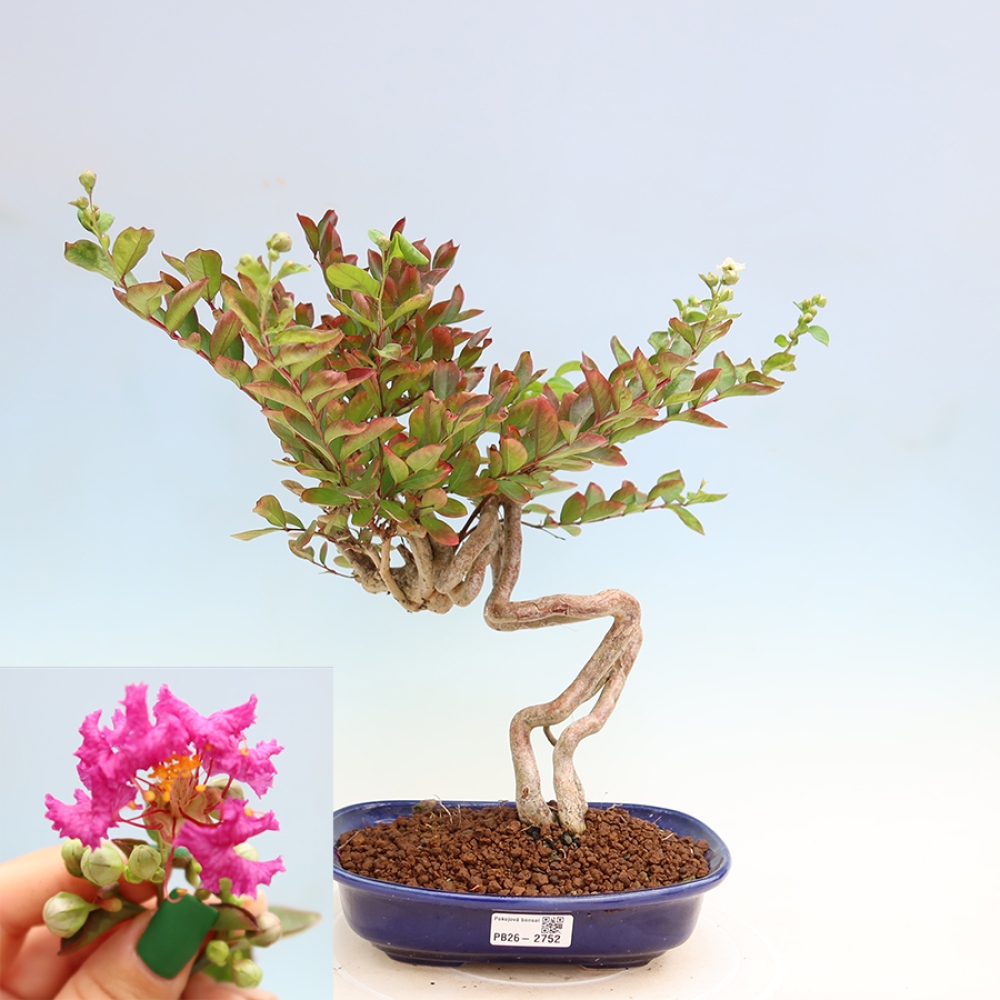 Zimmerbonsai – Lagerstroemia indica – Indischer Flieder