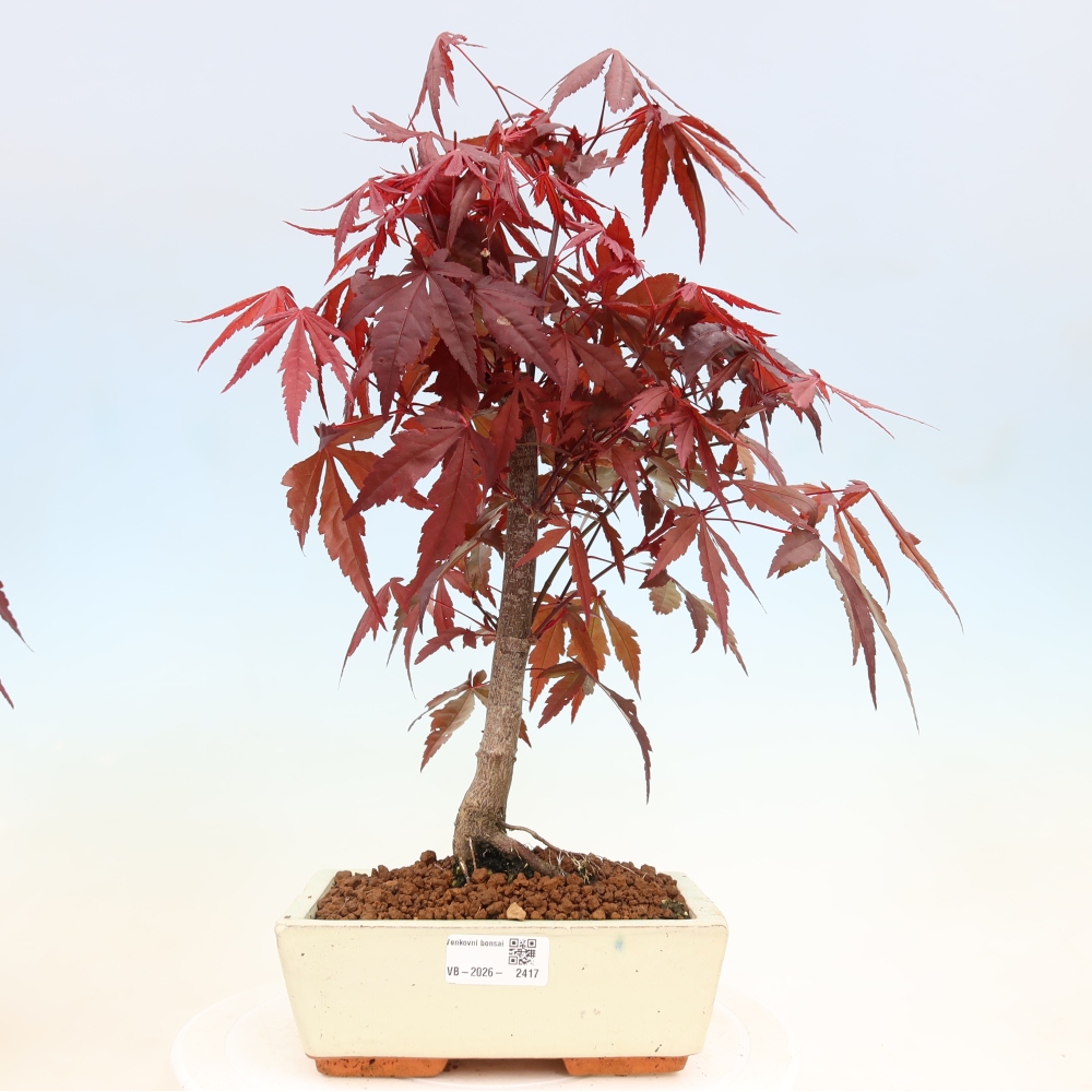 Bonsai für draußen - Acer-Palme. Atropurpureum-Javor palmate