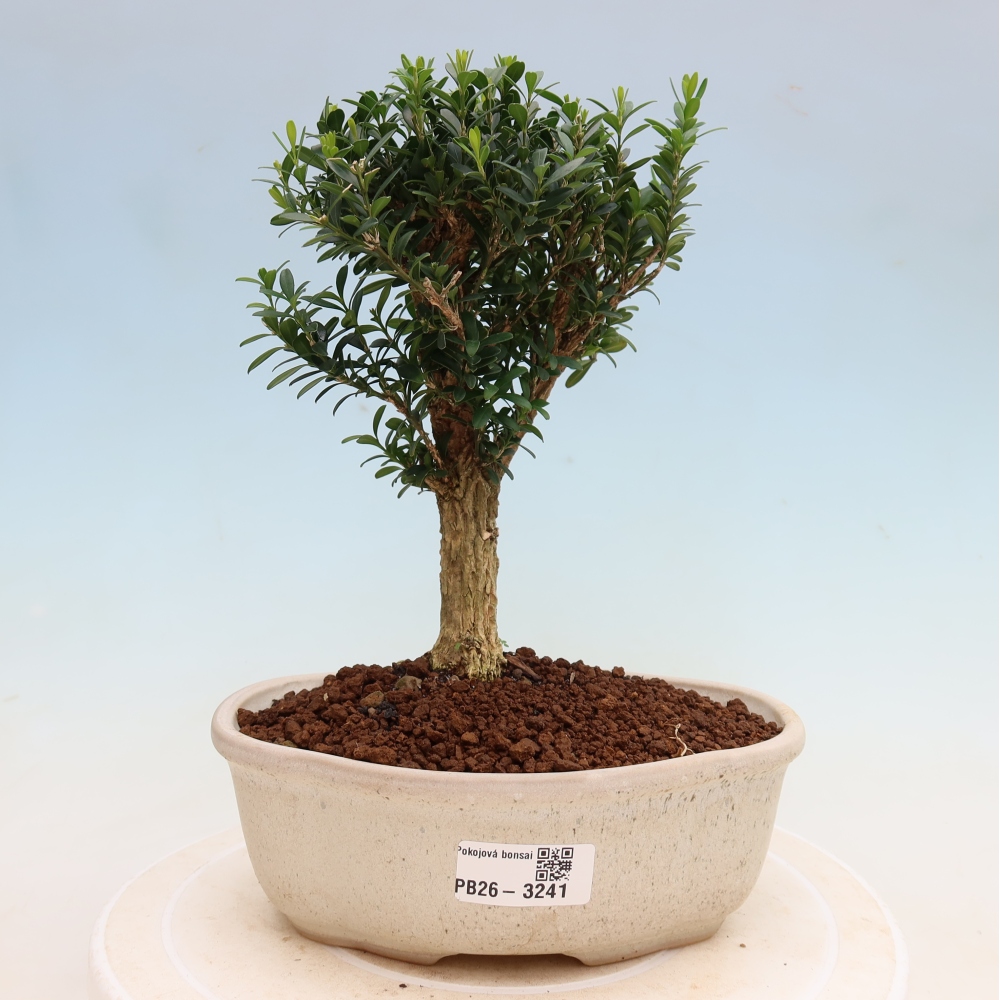Zimmer Bonsai - Buxus harlandii - Korkbuxus