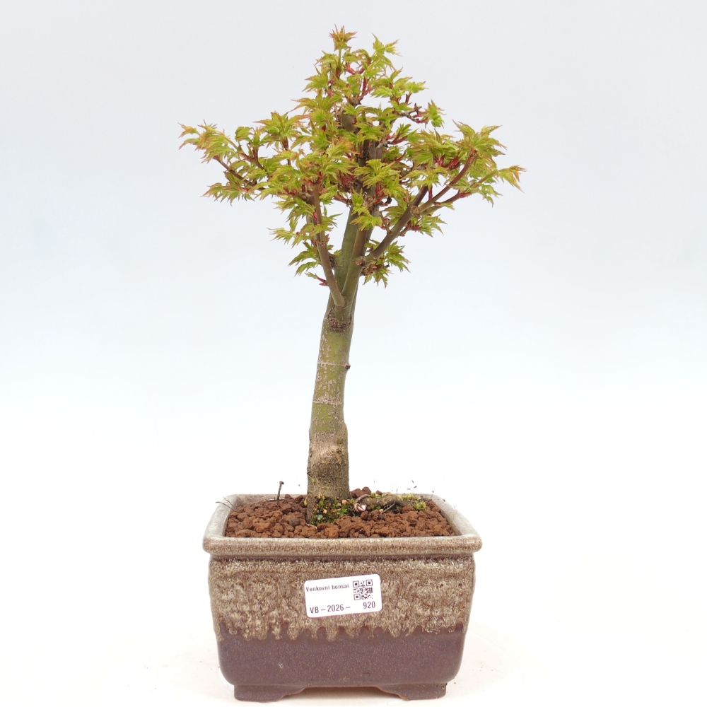Bonsai für draußen -Javor-Palme Acer palmatum Shishigashira